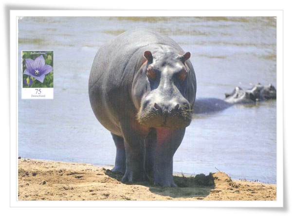 hippo am Mara river1