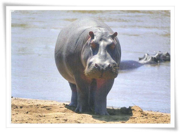 hippo am Mara river