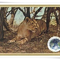 Lioness1