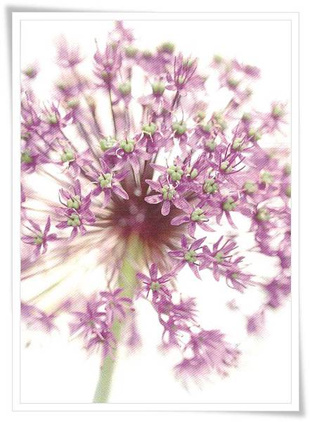 allium