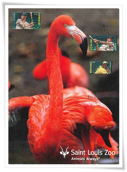 caribbean flamingo1