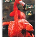 caribbean flamingo1