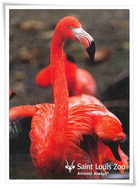 caribbean flamingo caribbean flamingo