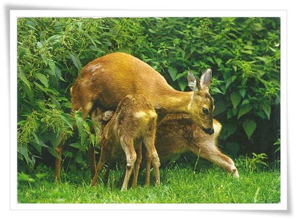 deer deer