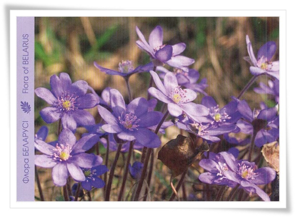 flora of belarus_BY.jpg flora of belarus_BY.jpg