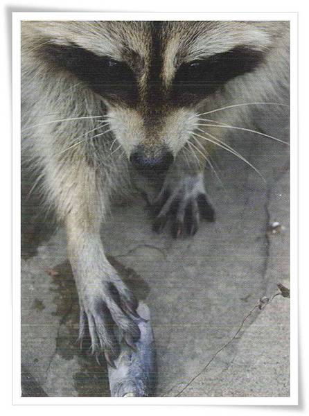 raccoon with fish.jpg raccoon with fish.jpg