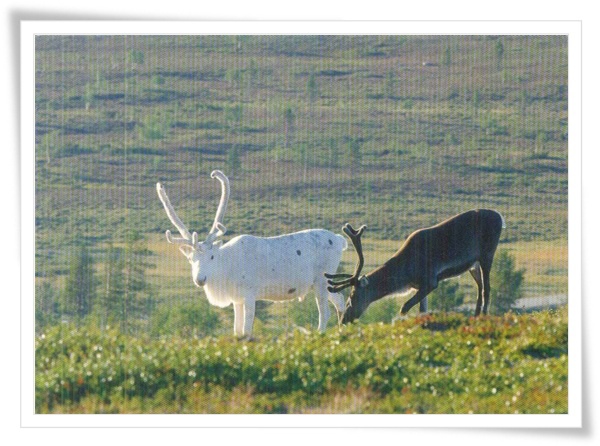 poro rangifer tarandus FI.jpg poro rangifer tarandus FI.jpg