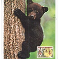 lincoln park zoo black bear cub1.jpg