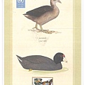 american coot1.jpg