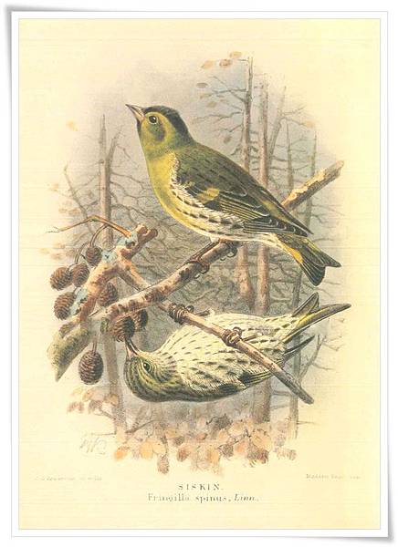 colorued figures of the birds1885-1897_1.jpg