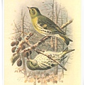 colorued figures of the birds1885-1897_1.jpg