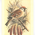 colorued figures of the birds1885-1897_3.jpg