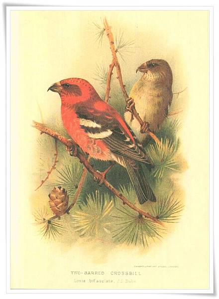 colorued figures of the birds1885-1897_4.jpg