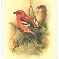 colorued figures of the birds1885-1897_4.jpg