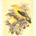 colorued figures of the birds1885-1897_7.jpg