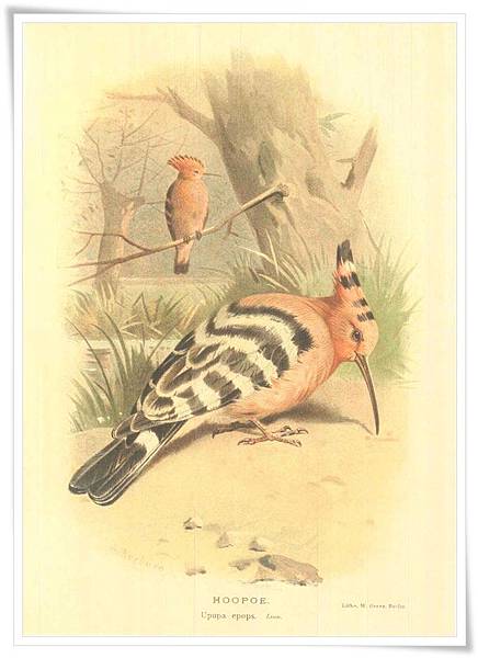 colorued figures of the birds1885-1897_8.jpg