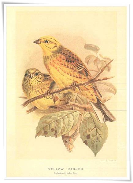 colorued figures of the birds1885-1897_9.jpg