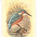 colorued figures of the birds1885-1897_10.jpg