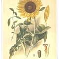 favourite flowers vii1897_1.jpg