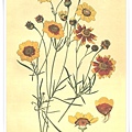 favourite flowers vii1897_3.jpg