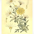 favourite flowers vii1897_2.jpg