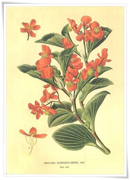 favourite flowers vii1897_5.jpg