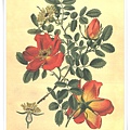 favourite flowers vii1897_4.jpg