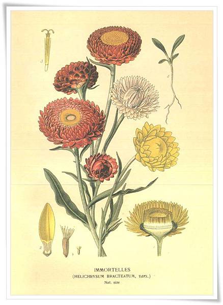 favourite flowers vii1897_6.jpg