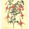 favourite flowers vii1897_7.jpg