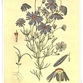 favourite flowers vii1897_8.jpg