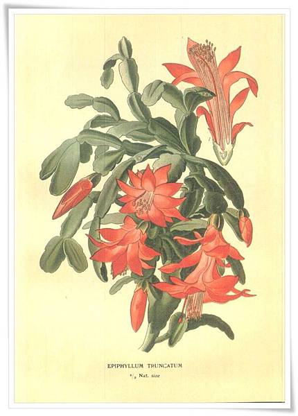 favourite flowers vii1897_10.jpg