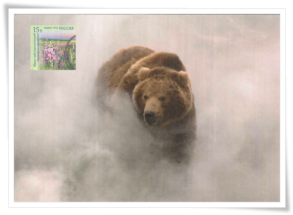 a brown bear1.jpg
