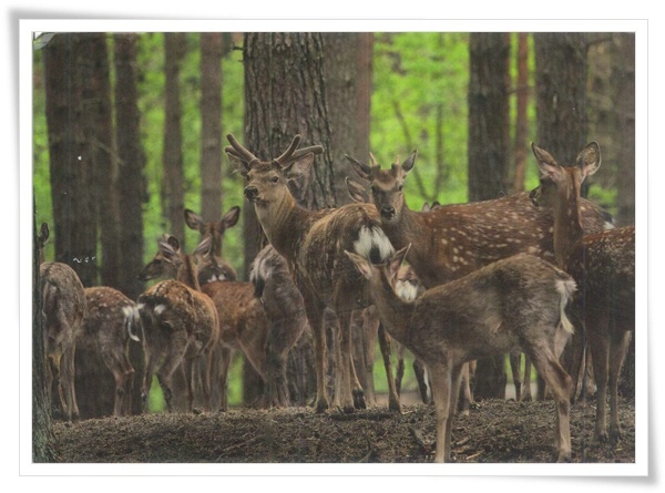 deer_RU.jpg deer_RU.jpg