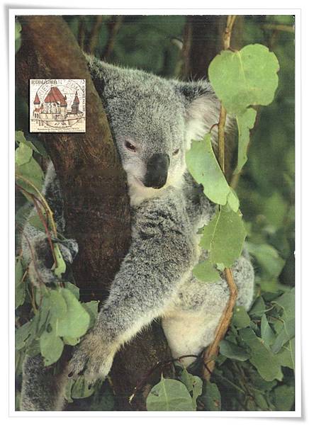 koala_DE1.jpg