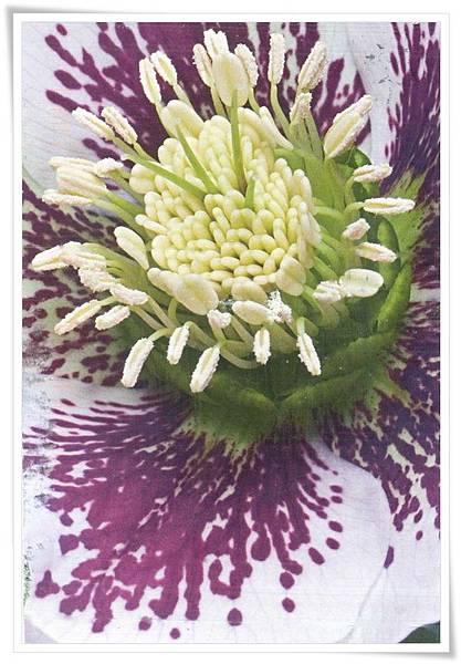 us_flower.jpg us_flower.jpg
