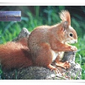 ecureuil squirel1.jpg