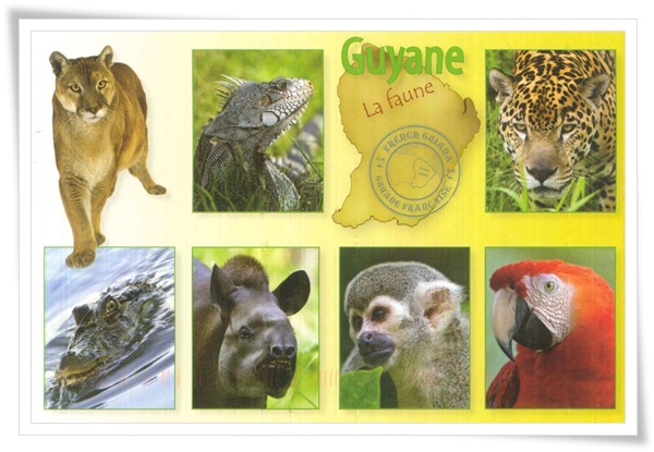 guyane.jpg guyane.jpg