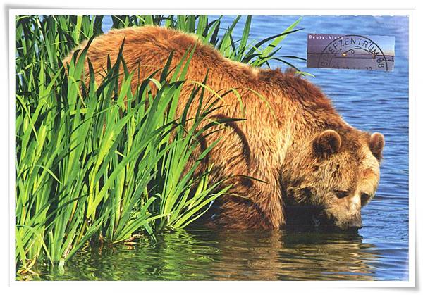 brown bear_DE1.jpg