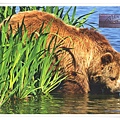 brown bear_DE1.jpg