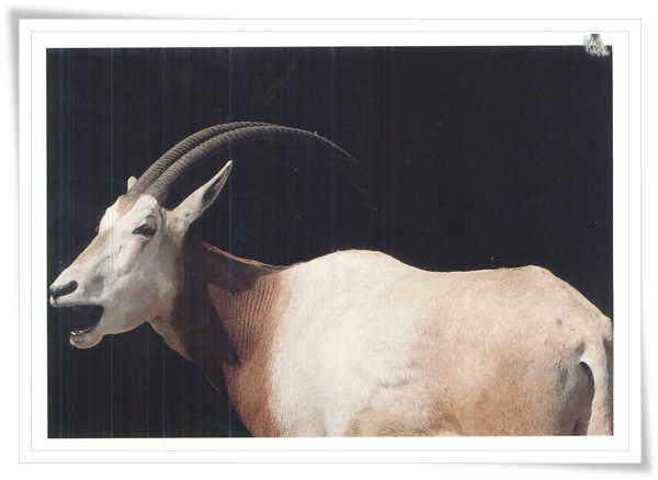 Antelope.jpg Antelope.jpg