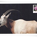 Antelope1.jpg