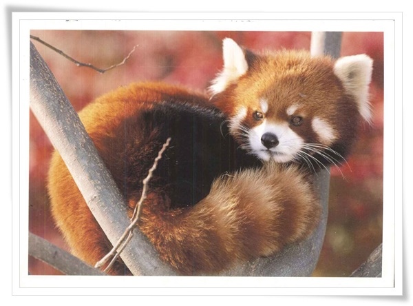 coon.jpg coon.jpg