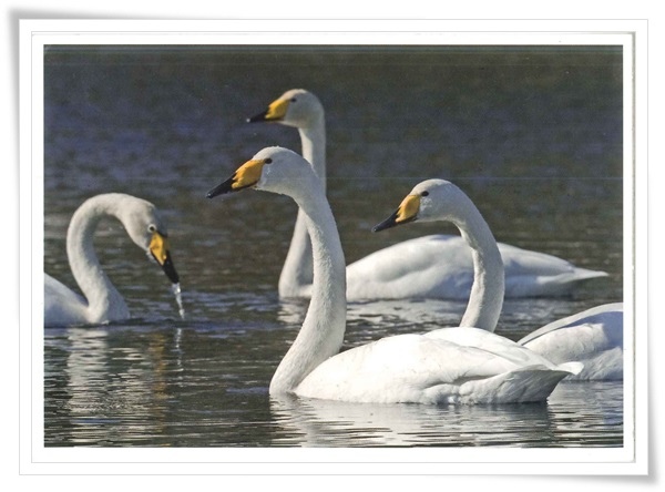 swan.jpg swan.jpg