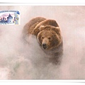 a brown bear in valley of the geysers_RU1.jpg