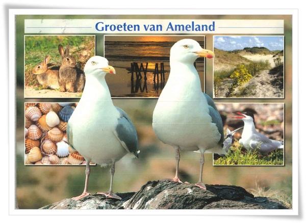 groeten van ameland.jpg groeten van ameland.jpg