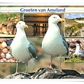 groeten van ameland.jpg