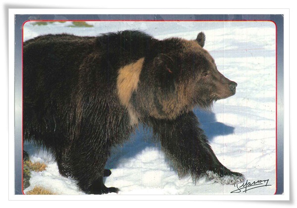 bear_FR.jpg bear_FR.jpg