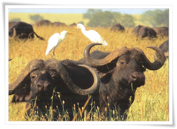 buffalo.jpg buffalo.jpg