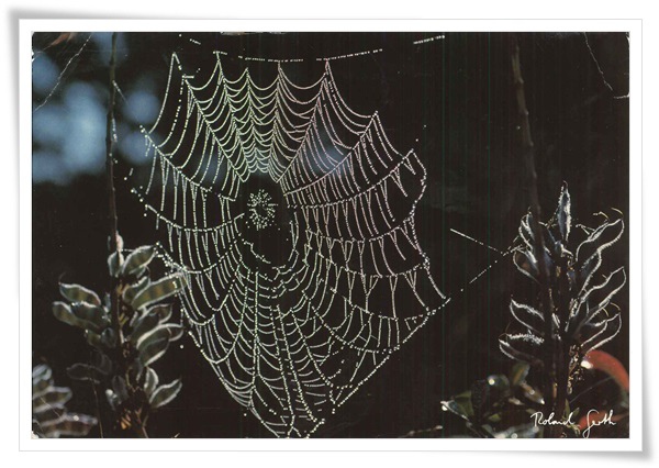 cobweb.jpg cobweb.jpg