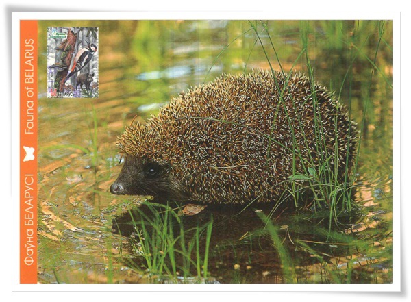 white-breasted hedgehog1.jpg